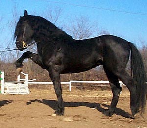 MURGESE